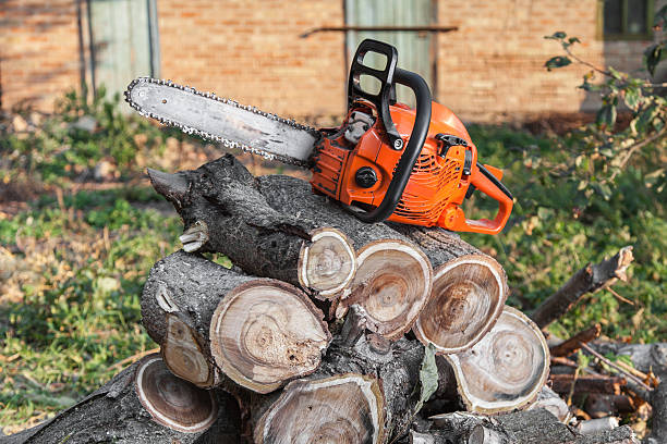 Best Tree Trimming Near Me  in Cambria, IL